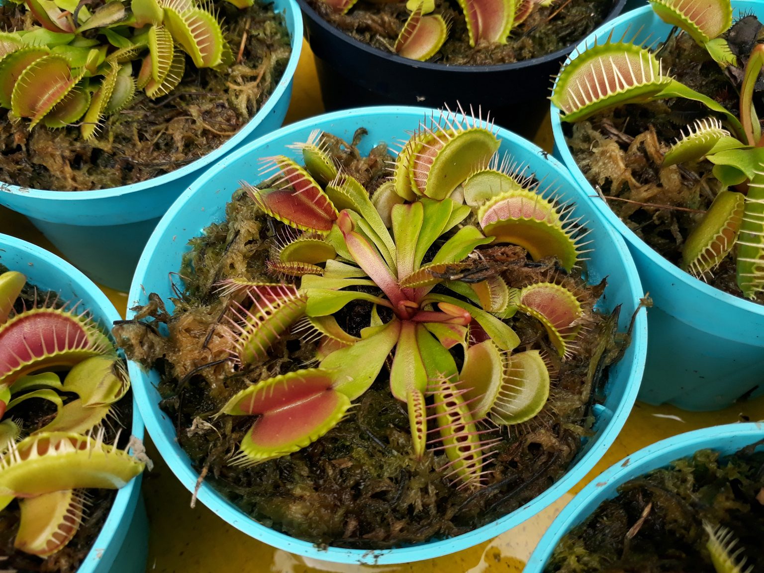 the-ultimate-carnivorous-plant-care-guide-beginner-houseplant
